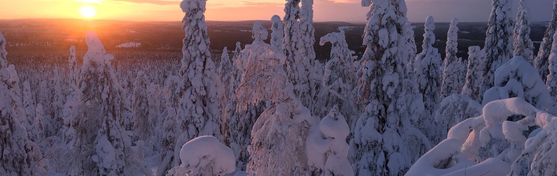 Tykkylumipuita Pikku-Syöteellä.