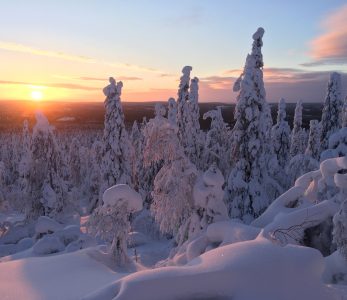 Tykkylumipuita Pikku-Syöteellä.