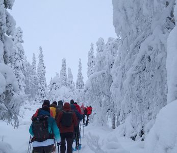 Lumikenkäilijöitä menossa Riisitunturille Kuusamossa.