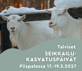 Vuohia aitauksessa talvella.