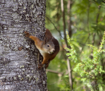Orava katselee koivun rungolla.